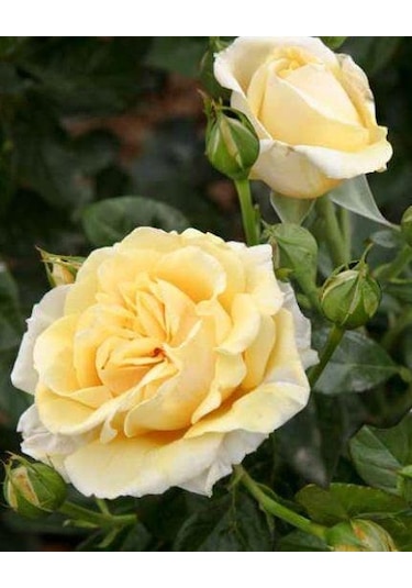 Tüplü Aşılı Salvador Dali Sarı Yediveren Kokulu Gül Fidanı