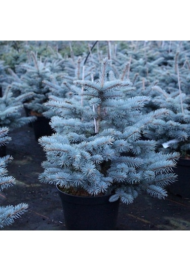 Mavi Ladin Picea Pungens Glauca 40 -60 Cm