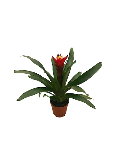Guzmania Lingulata 'Happyness' (Guzmanya) Ø12 CM Y35-40 CM