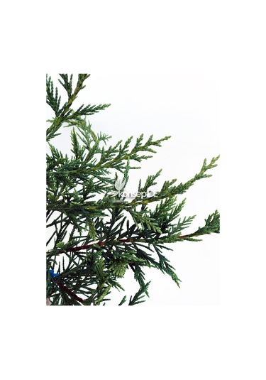 Cupressocyparis Leylandi N11.24996