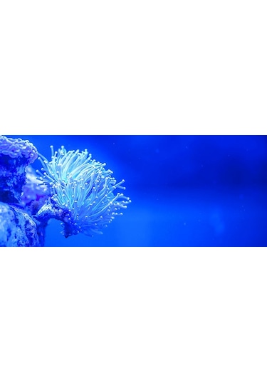 Kanki Pet Akvaryum Arka Fon Yapıştırma 155x65 Cm Kp1556526