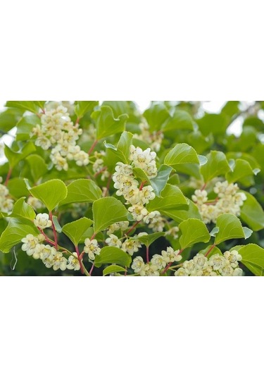 Mini Kivi Fidanı 3 Adet - Kens Red