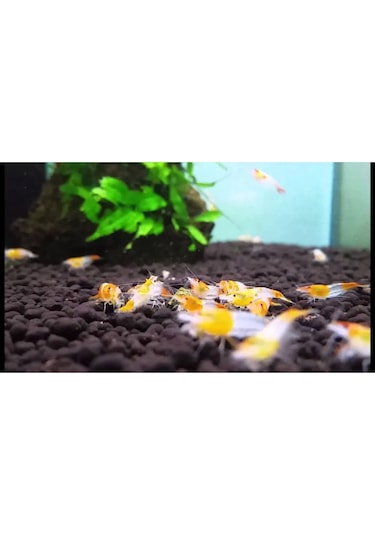 Rili Karides Turuncu 4 Ad 1-2 Cm