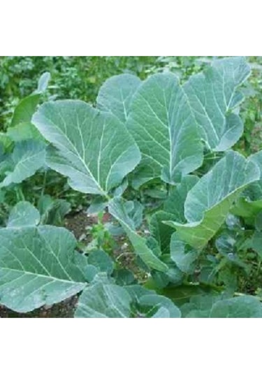 Karadeniz Lahanası - Kara Lahana Tohumu