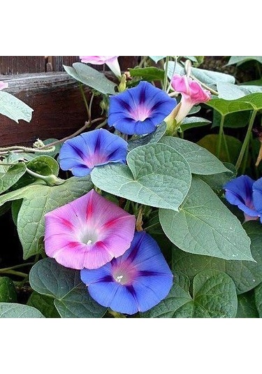 Sarmaşık Çiçeği Tohumu 1 Paket 50 Adet