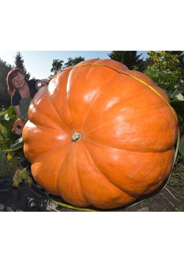 Dev Amerikan Balkabağı Tohumu