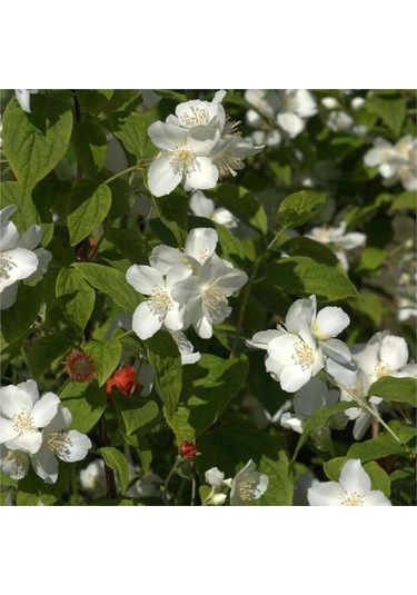 Mis Kokulu Beyaz Çiçekli Filbahri Çiçeği Fidesi, Tüplü Fide