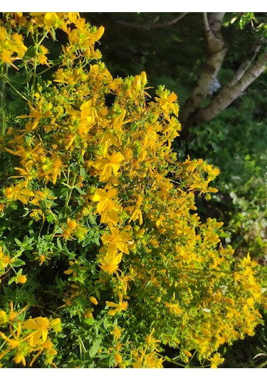 Darboğaz Kantaron Yağı Kremi 50 ML + Kantaron Kremi 25 ML