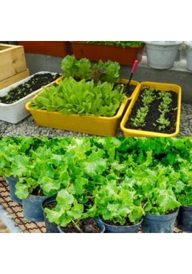 Humik Fulvik Asit, Biohumus Organik Gübre, 10 Litre