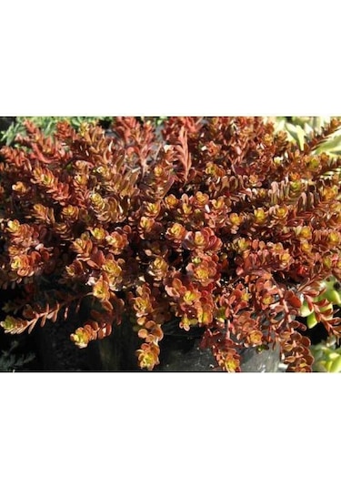 Sedum Vodoo 90 Adet - Kırmızı Yer Örtücü Sukulent Teraryum Bitki