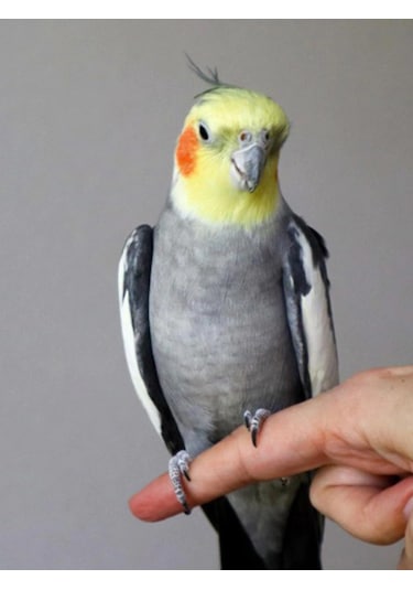 Nfs Agro Lüks Premium Sultan Ve Cennet Papağan Yemi 1 KG