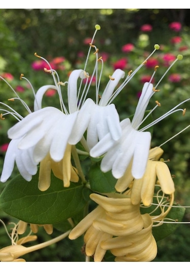 Hanımeli Fidanı 35 45 Cm