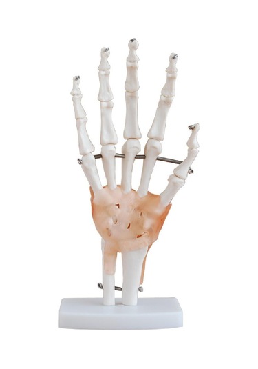 Ligamentli El Eklemi Modeli