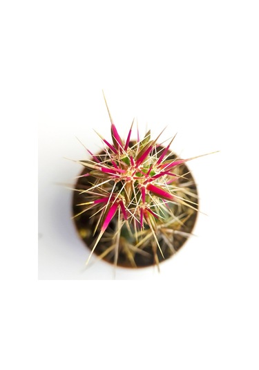 Corynopuntia Invicta Nadide Tür Kaktüs Özel Tekli Kaktüs 5.5 Cm