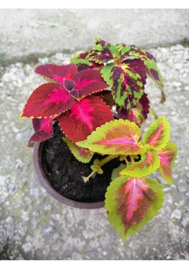 Saksılı Kolyos Çiçeği Özel Renk 10-20 Cm