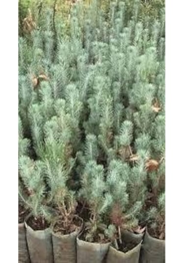 Plum Moru Köklenmiş Lavanta Fidanı 2 Adet 10-20 Cm Intermedia