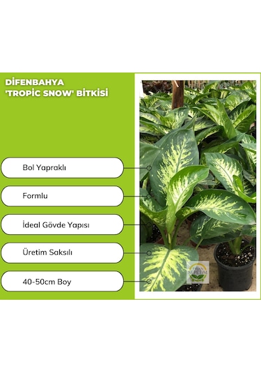 Difenbahya 'tropic Snow' Bitkisi 40-50cm