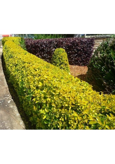 Gold Taflan 10 Adet - Sarı Çit Bitkisi
