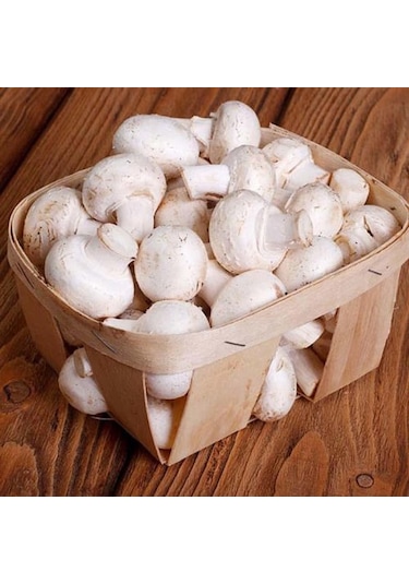 Dahil 2000 Adet KüLür Mantarı Tohumu