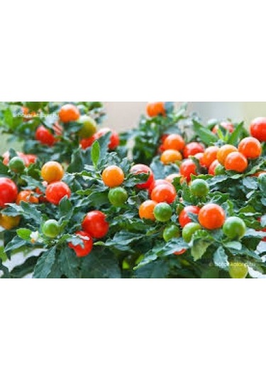 Minik Bezelye Domates Tohumu 10 Tohum + Tohum