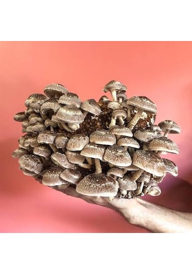 100 Gram Şitake Schiitake Mantar Tohumu 1 Adet