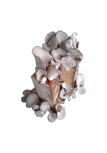 Kütükte İstiridye Mantarı Yetiştiriciliği Deneme Hobi Kiti 1 Adet