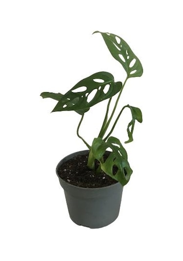 Mini Boy Monstera Monkey Mask 25 Cm