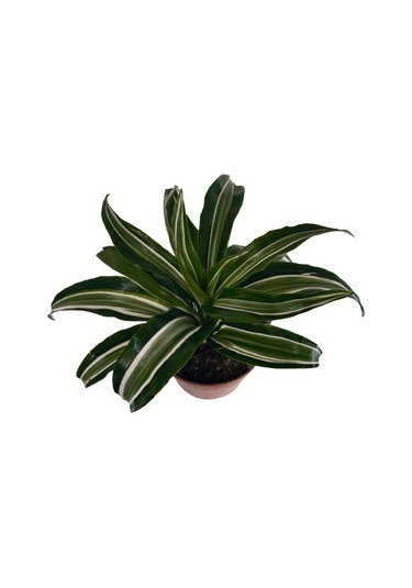 Dracaena Kanzi 12 Lik Saksıda