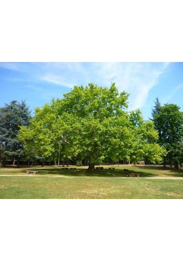 Çınar Fidanı - 80-100 Cm Boyunda, Gölgeli Ağaç Fidanı