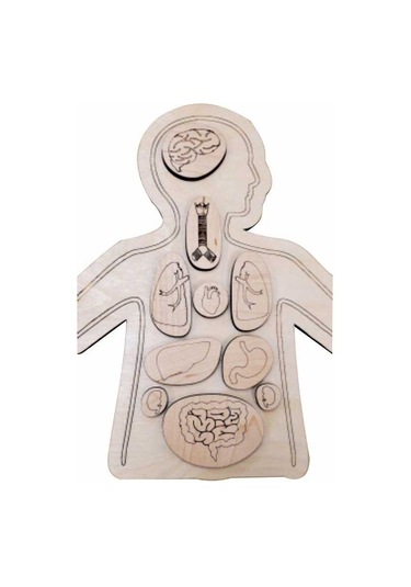Ankebut Organlar Yapboz Puzzle 31029