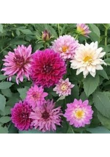 10 Adet Yıldız Çiçeği Tohumu Karışık Dahlia Yıldız Çiçek Tohumu S N114144