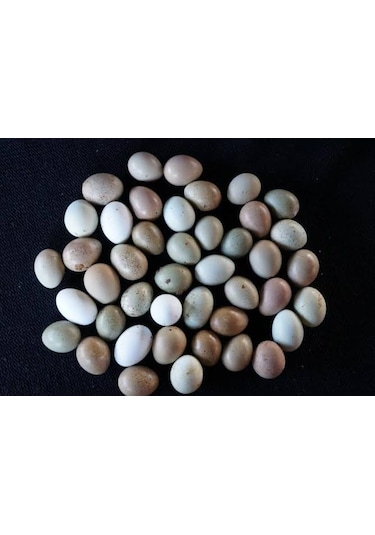 Kuluçkalık Çin Bıldırcın Yumurta 12'li