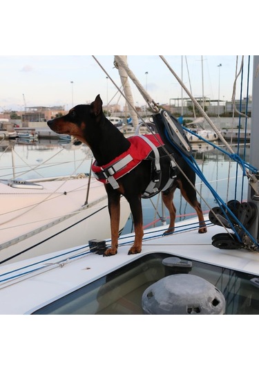 Comfy Köpek Can Yeleği 10 - 20 KG M Kırmızı Kırmızı - Siyah
