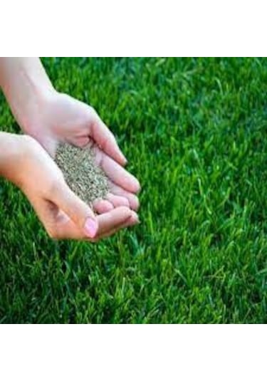 1KG Çim Tohumu İthal 3Lü Karışım Özel Çim Tohumu T