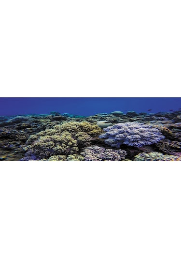 Kanki Pet Akvaryum Arka Fon Yapıştırma 185x65 Cm Kp1856520