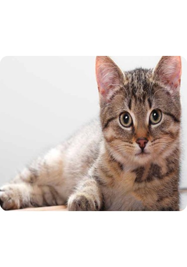 Samdoo Kedi Desenli Kaymazsız Mouse Pad - 180x220mm, 9 Farklı Kedi Resmi, İş Ve Oyun İçin, Yumuşak Dokuma, Pc/dizüstü/macbook Uyumlu Diğer