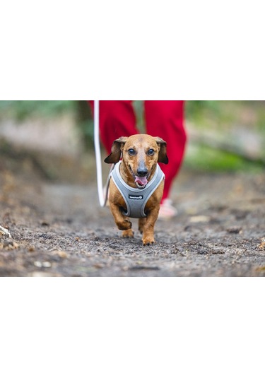 Beeztees Köpek Göğüs Tasması, Neopren, Gri, Xs, 30-35cm Çok Renkli