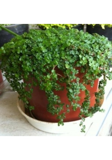 Saksı Çiçek Gübresi 1 KG Sıvı Organik Gübre (Sebze/Meyve Için)