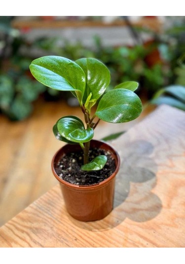 Umut Bitkisi Peperomia Obtusifolia