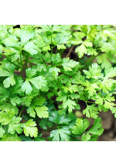 Bykurt Sunagri Maydanoz Tohumu - Geniş Yapraklı Yüksek Aromalı Taze Tüketim İçin İdeal Maydonoz