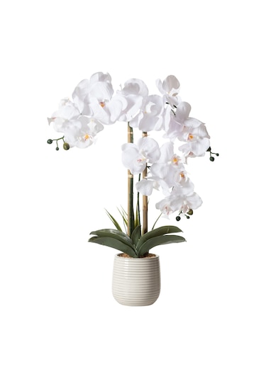 Mudo Home Rıva Saksılı Orkide 60 Cm Beyaz