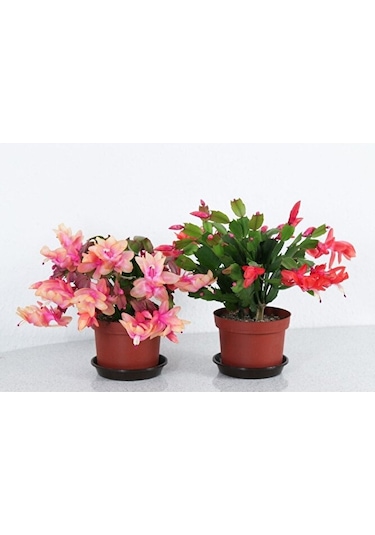 Thebestonline Schlumbergera - Yılbaşı Çiçeği 2 Adet