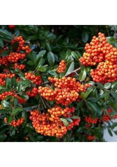 Kırmızı Bodur Ateş Dikeni Fidanı Tüplü