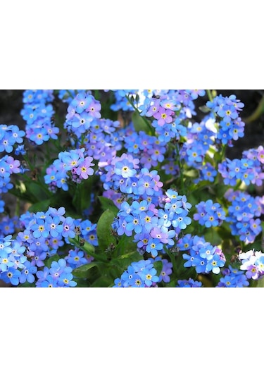 200+ Forget Me Not Beni Unutma Çiçeği Tohumu N114194