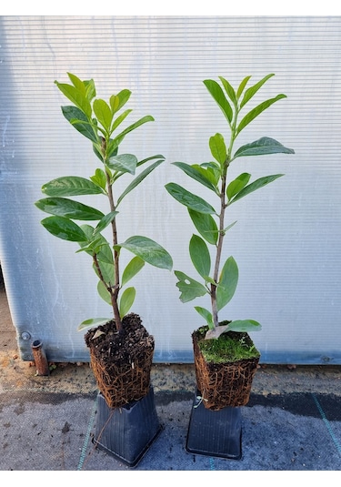 Karayemiş Taflan Fidanı 2 Adet