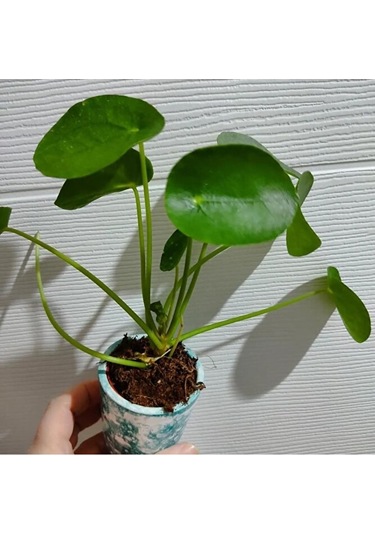 Pilea Bitkisi Fidesi +seramik Saksi 15-25cm Dolgun Form 1 Adet