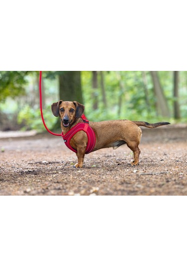 Beeztees Köpek Göğüs Tasması, Neopren, Kırmızı, Xs, 30-35cm Çok Renkli