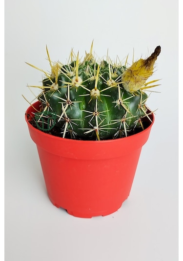 Notocactus Submammulosus Büyük Boy Kaktüs Sarı Çiçek Açan Canlı