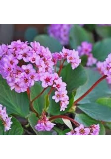 10 Adet Nadir Pembe Kış Ortanca Çiçeği Tohumu Hediye Tohumlu