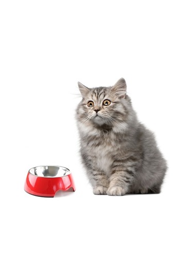 Szypzstore Pet Home Melamin Kaymaz Mama Kabı - Yeşil 2h18ı0